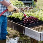 Comment créer un potager productif en 5 étapes simples